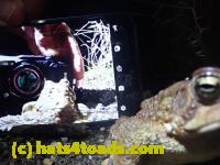 /home//u458753944/public_html/sourcegallery//Roxborough Toad Detour/2021/2021-04-10/P4100251.JPG